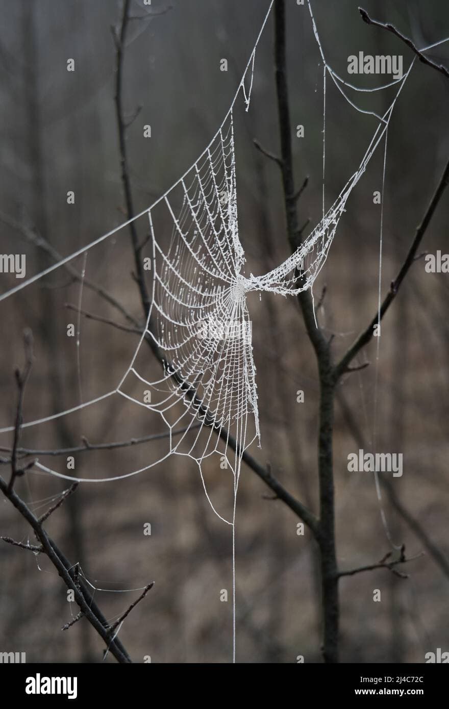 Torn spider web